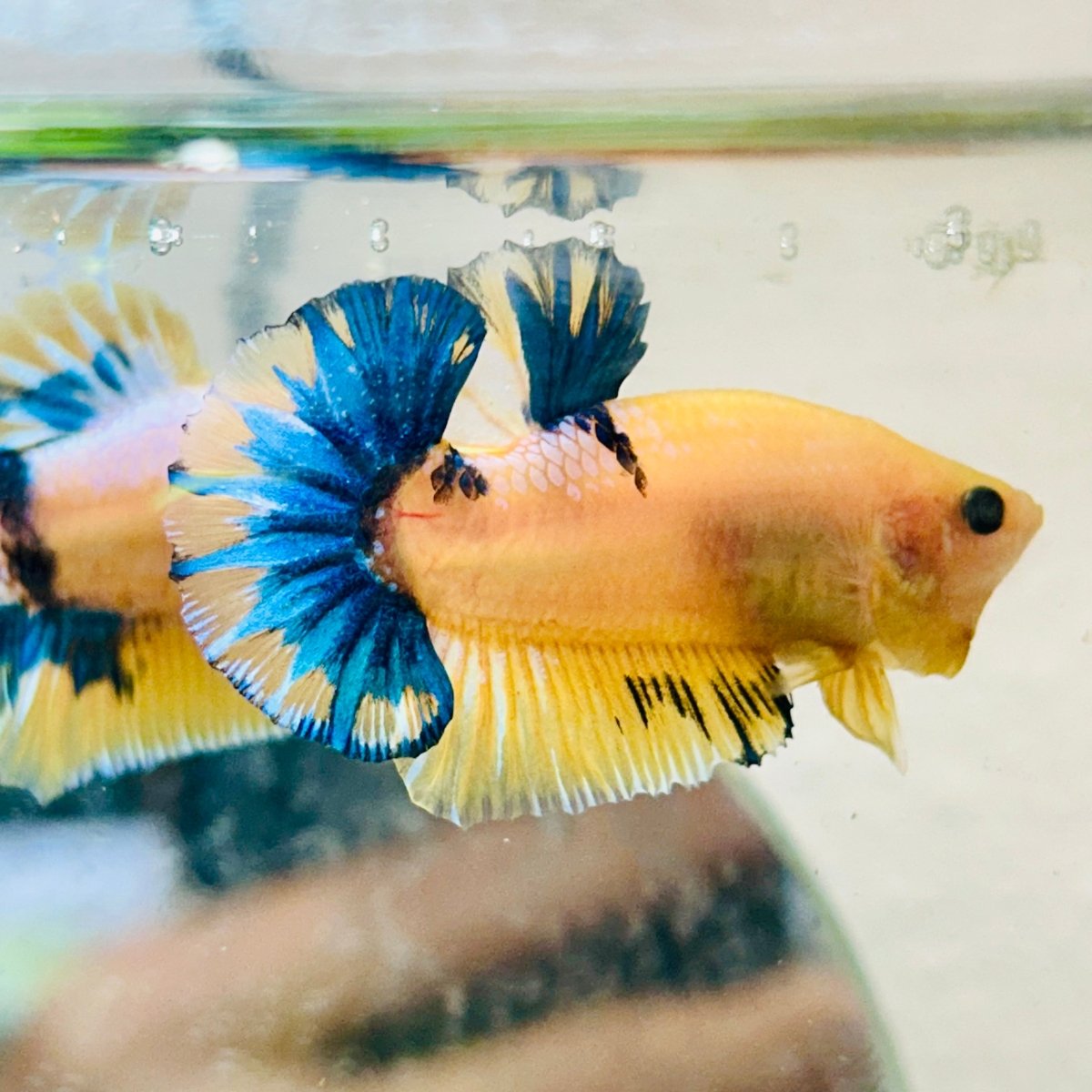 Plakat Yellow Fancy Copper Male Betta #009
