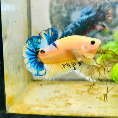 Plakat Yellow Fancy Copper Male Betta 009