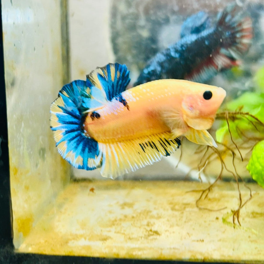 Plakat Yellow Fancy Copper Male Betta 009