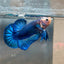 Plakat Yellow Fancy Copper Male Betta 030 Male betta