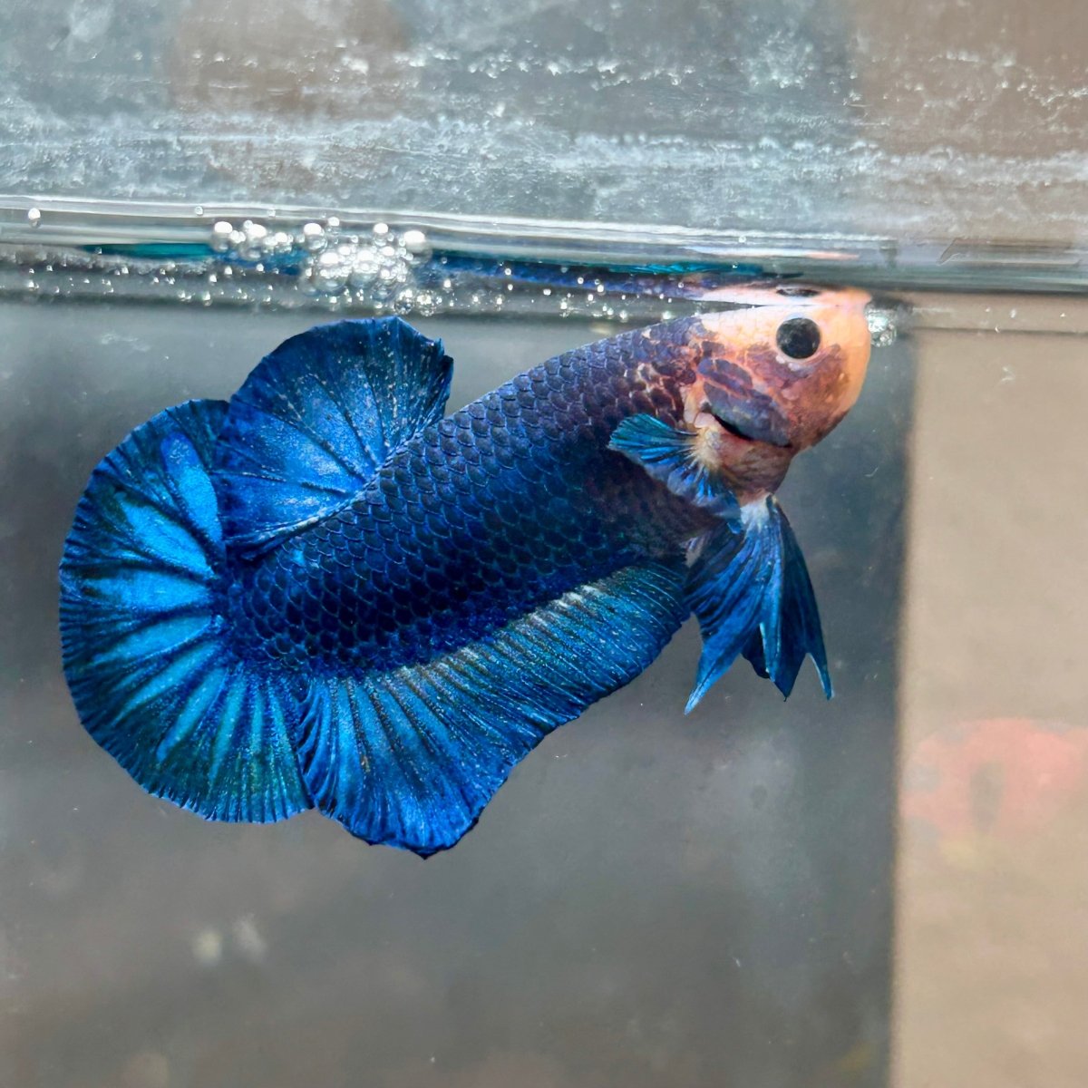 Plakat Yellow Fancy Copper Male Betta 030 Male betta