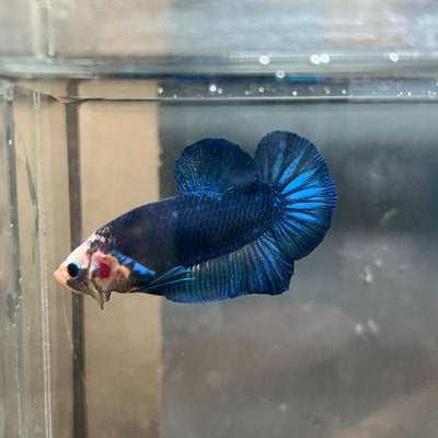 Plakat Yellow Fancy Copper Male Betta 030 Male betta