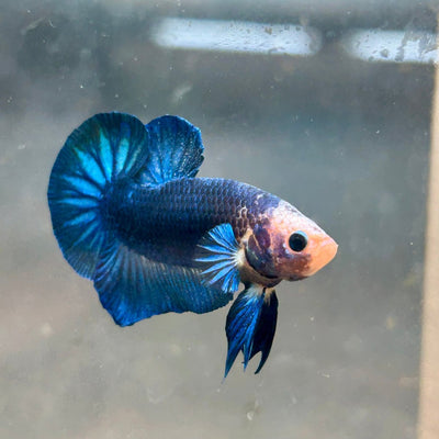 Plakat Yellow Fancy Copper Male Betta 030 Male betta