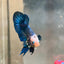 Plakat Yellow Fancy Copper Male Betta 030 Male betta