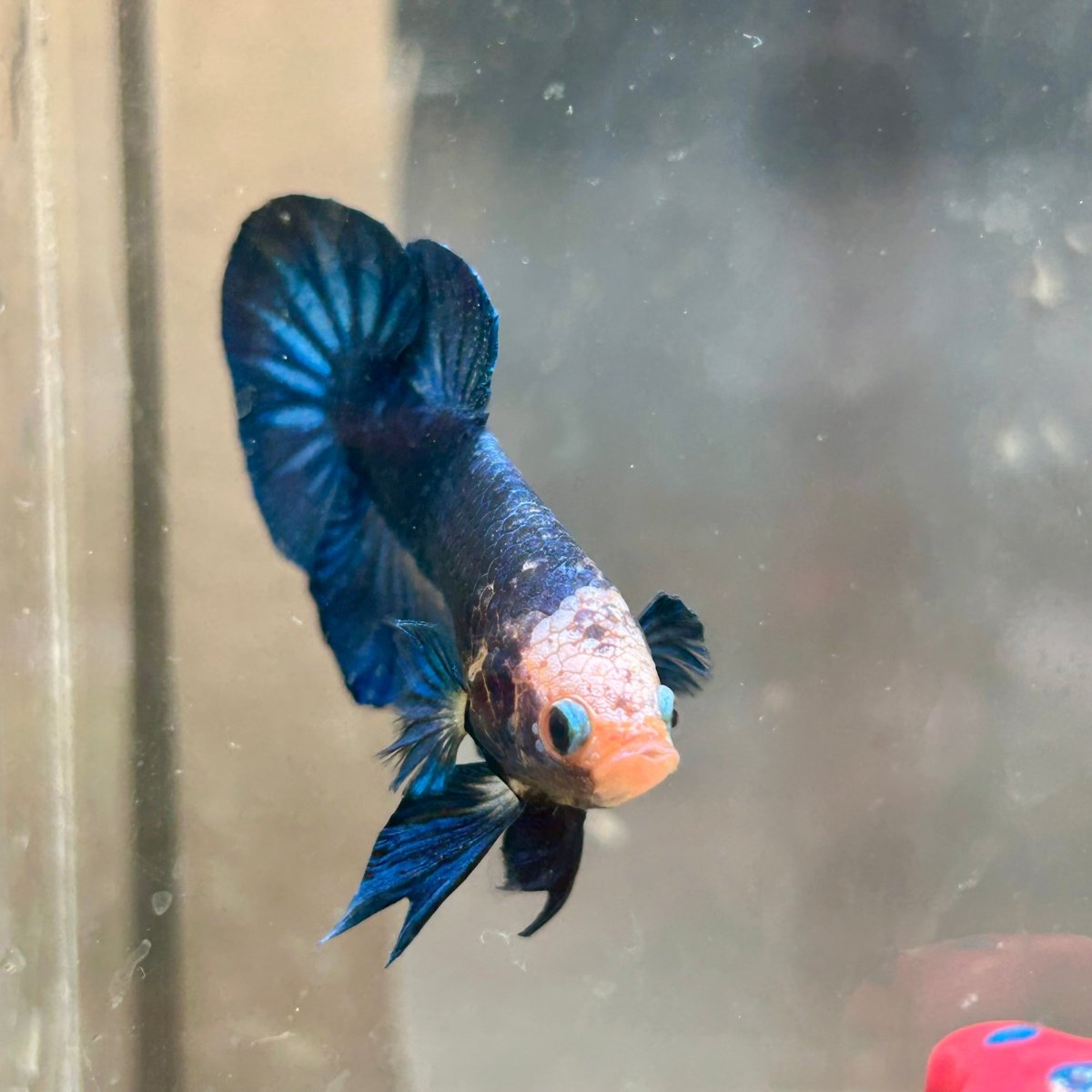 Plakat Yellow Fancy Copper Male Betta 030 Male betta
