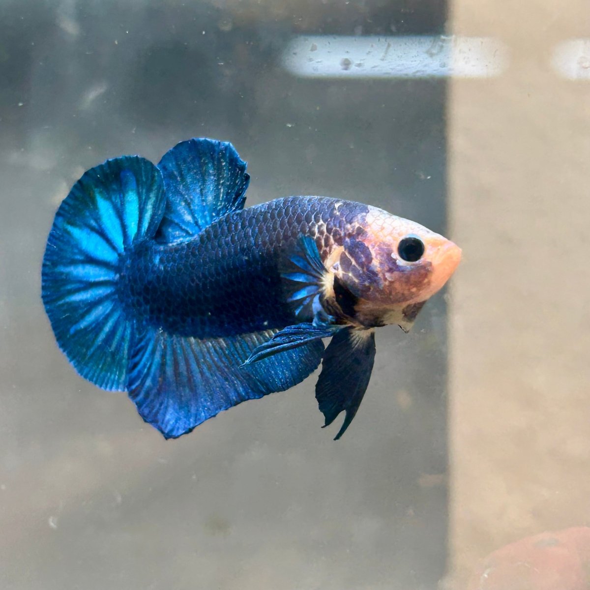Plakat Yellow Fancy Copper Male Betta 030 Male betta
