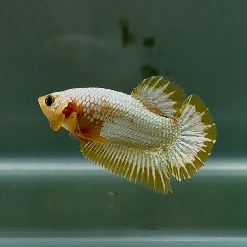 Plakat Yellow Fancy Copper Male Betta Au56 Male betta