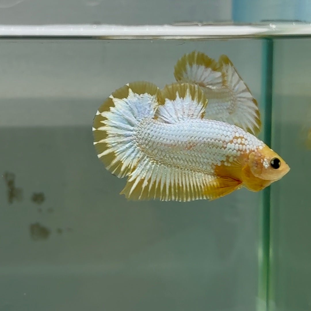 Plakat Yellow Fancy Copper Male Betta #Au56