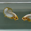 Plakat Yellow Fancy Copper Male Betta Au56 Male betta