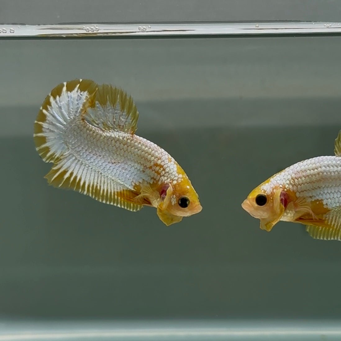Plakat Yellow Fancy Copper Male Betta #Au56