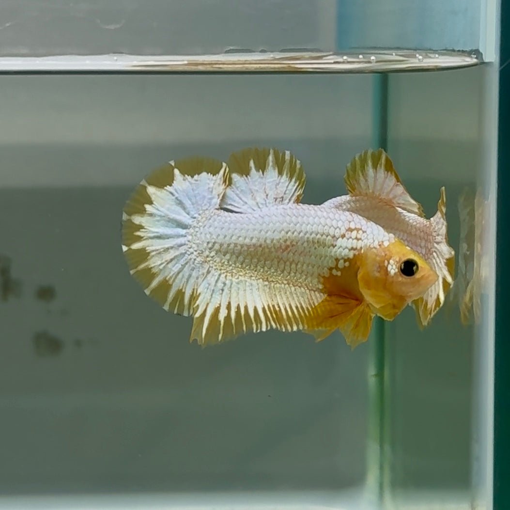 Plakat Yellow Fancy Copper Male Betta Au56 Male betta