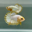 Plakat Yellow Fancy Copper Male Betta Au57 Male betta
