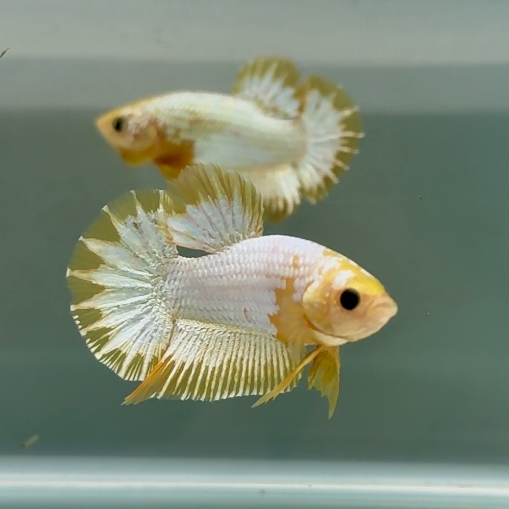 Plakat Yellow Fancy Copper Male Betta Au57 Male betta