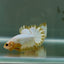 Plakat Yellow Fancy Copper Male Betta Au57 Male betta