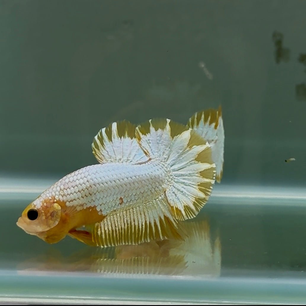 Plakat Yellow Fancy Copper Male Betta Au57 Male betta