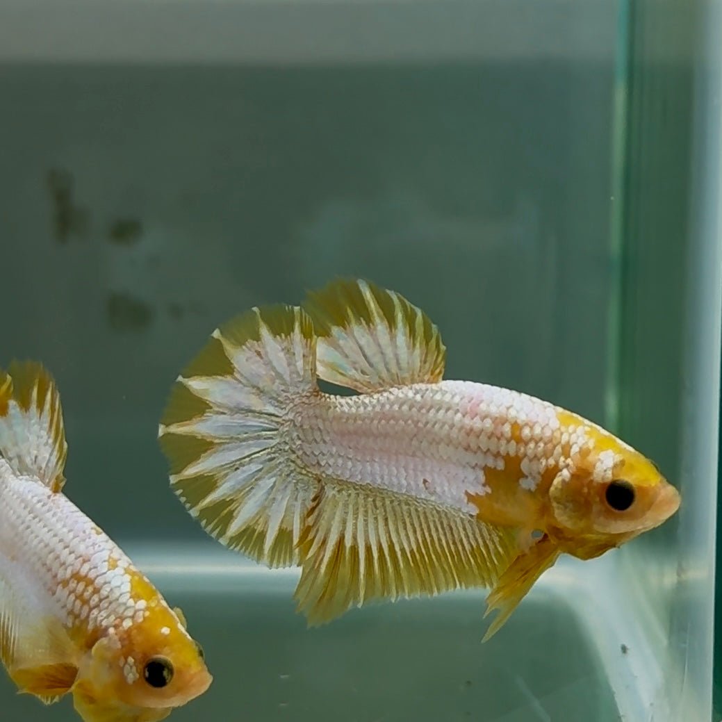 Plakat Yellow Fancy Copper Male Betta Au57 Male betta