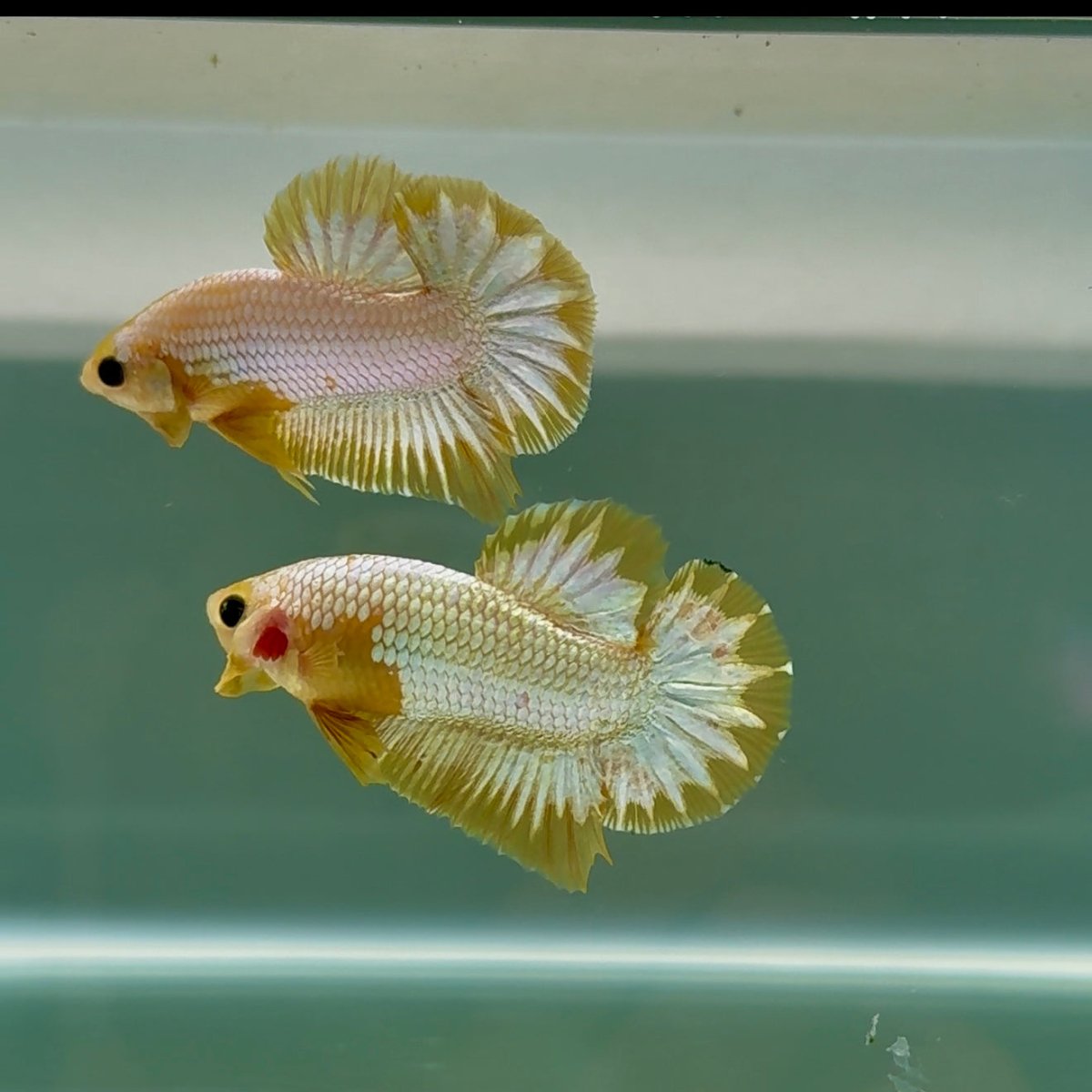Plakat Yellow Fancy Copper Male Betta #Au58