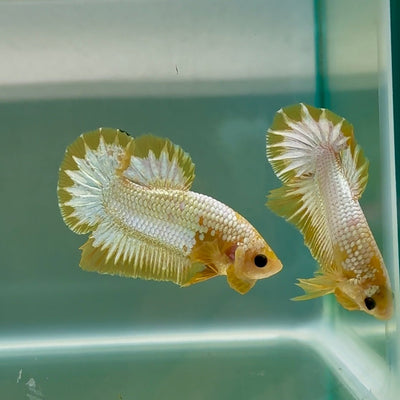 Plakat Yellow Fancy Copper Male Betta Au58 Male betta