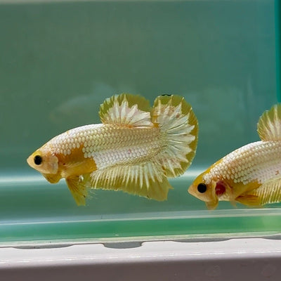 Plakat Yellow Fancy Copper Male Betta Au58 Male betta