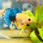 Plakat Yellow Fancy Copper Male Betta M14