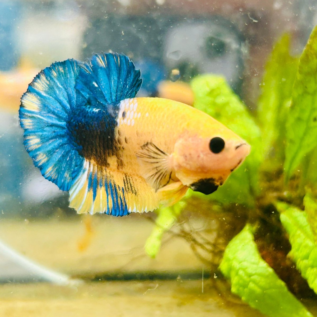 Plakat Yellow Fancy Copper Male Betta M14