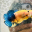 Plakat Yellow Fancy Copper Male Betta M14