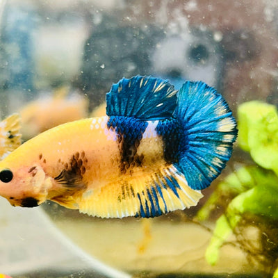 Plakat Yellow Fancy Copper Male Betta M14