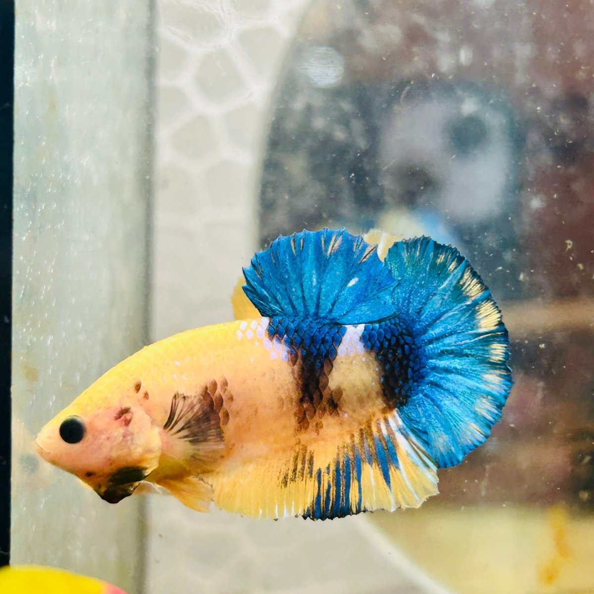 Plakat Yellow Fancy Copper Male Betta M14