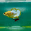 Plakat Yellow Fancy Copper Male Betta Ma19