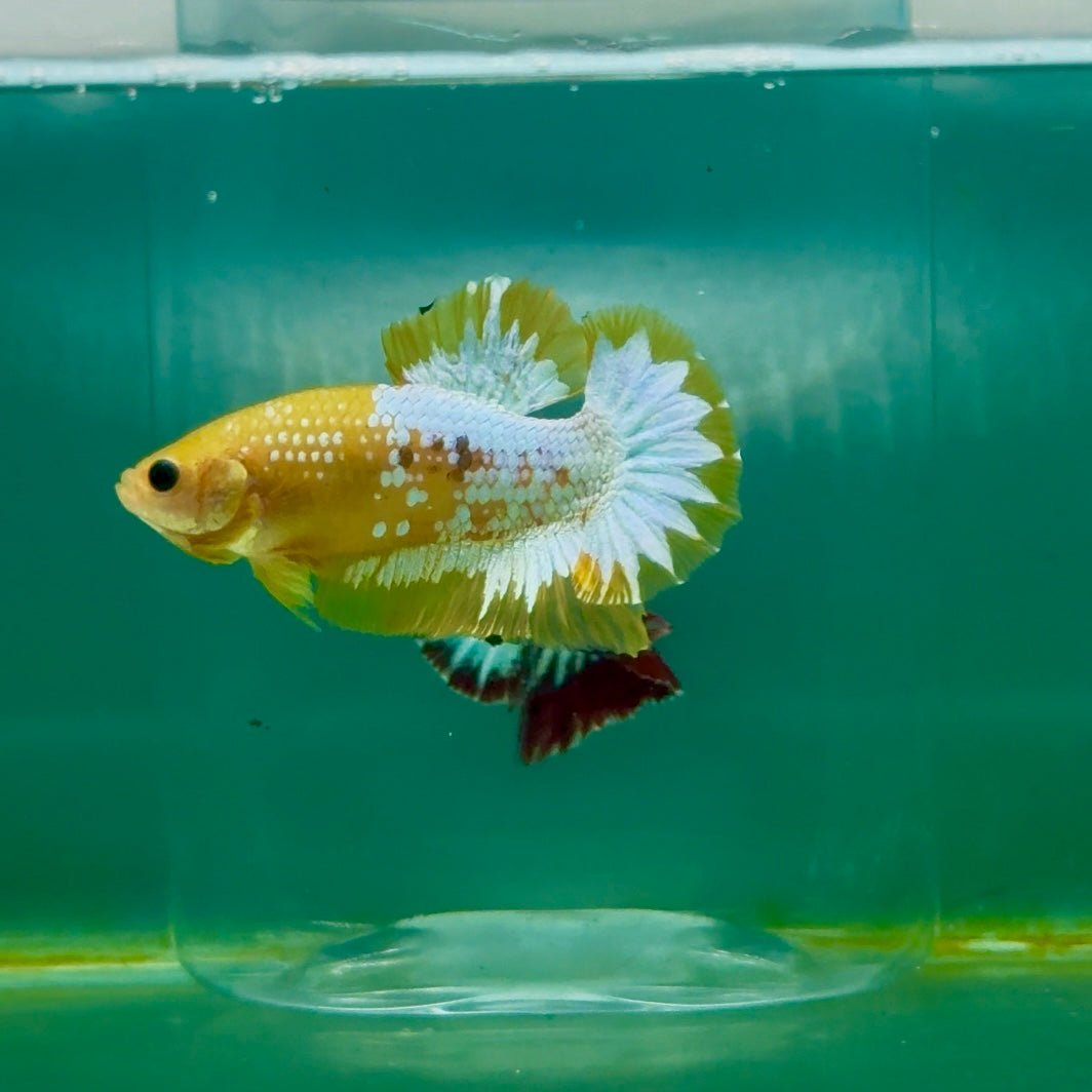 Plakat Yellow Fancy Copper Male Betta Ma19