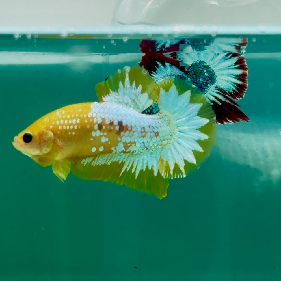 Plakat Yellow Fancy Copper Male Betta Ma19