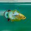 Plakat Yellow Fancy Copper Male Betta Ma19