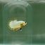 Plakat Yellow Fancy Copper Male Betta N67