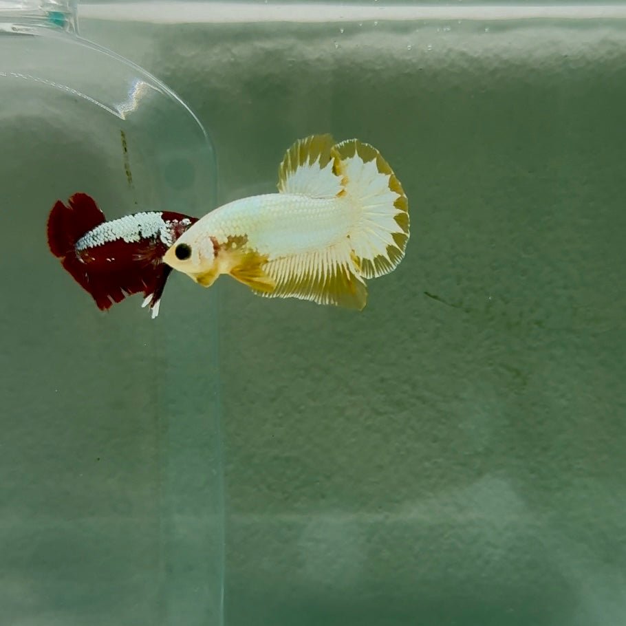 Plakat Yellow Fancy Copper Male Betta N67