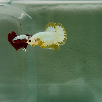 Plakat Yellow Fancy Copper Male Betta N67