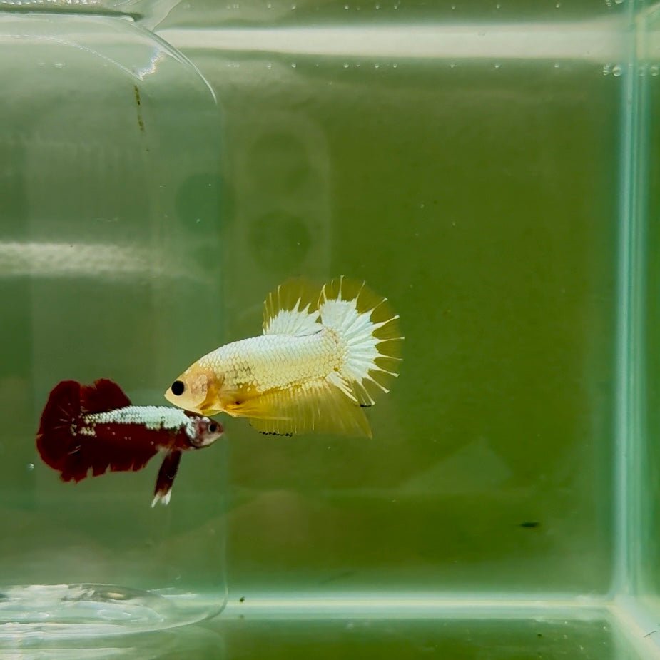 Plakat Yellow Fancy Copper Male Betta N68