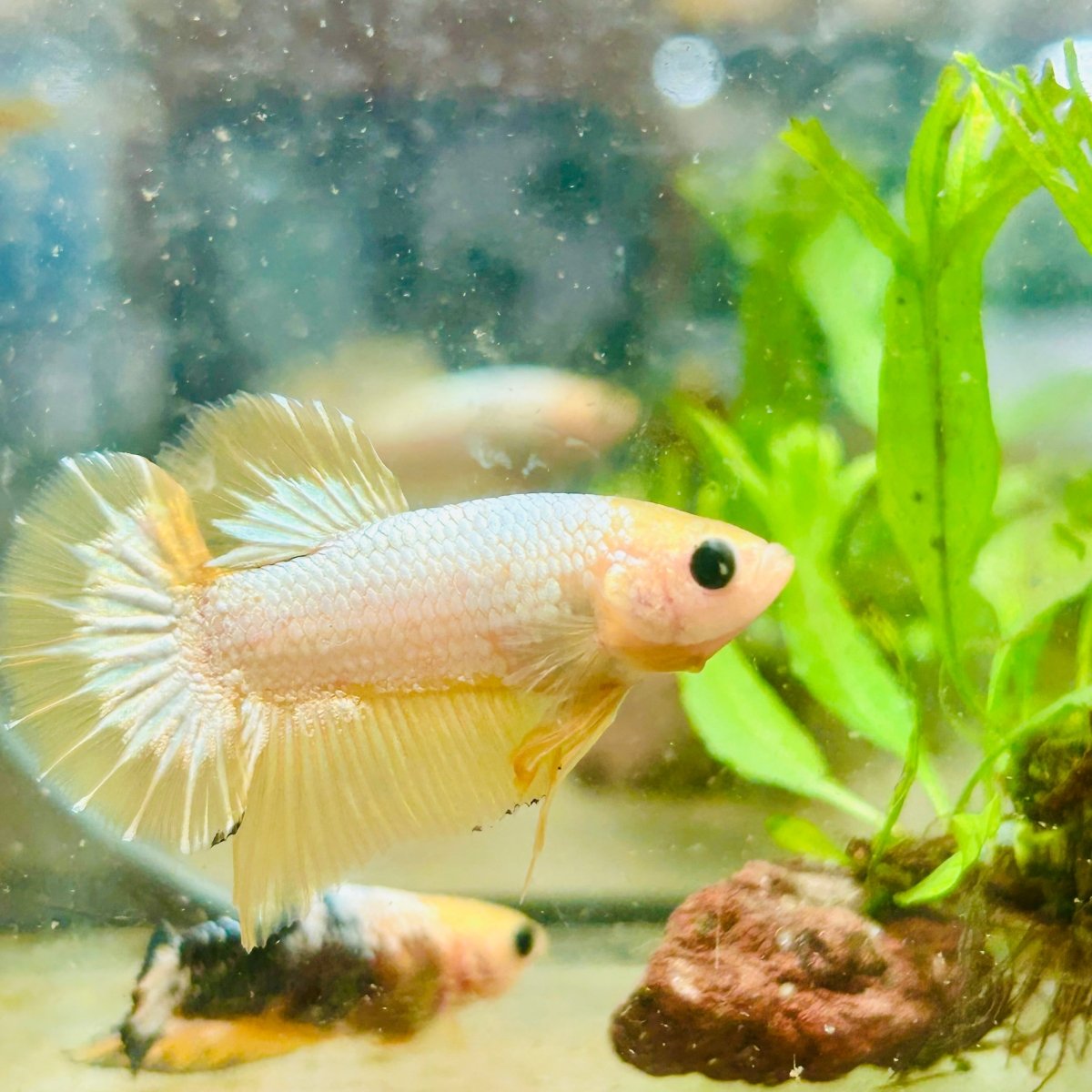 Plakat Yellow Fancy Copper Male Betta N68