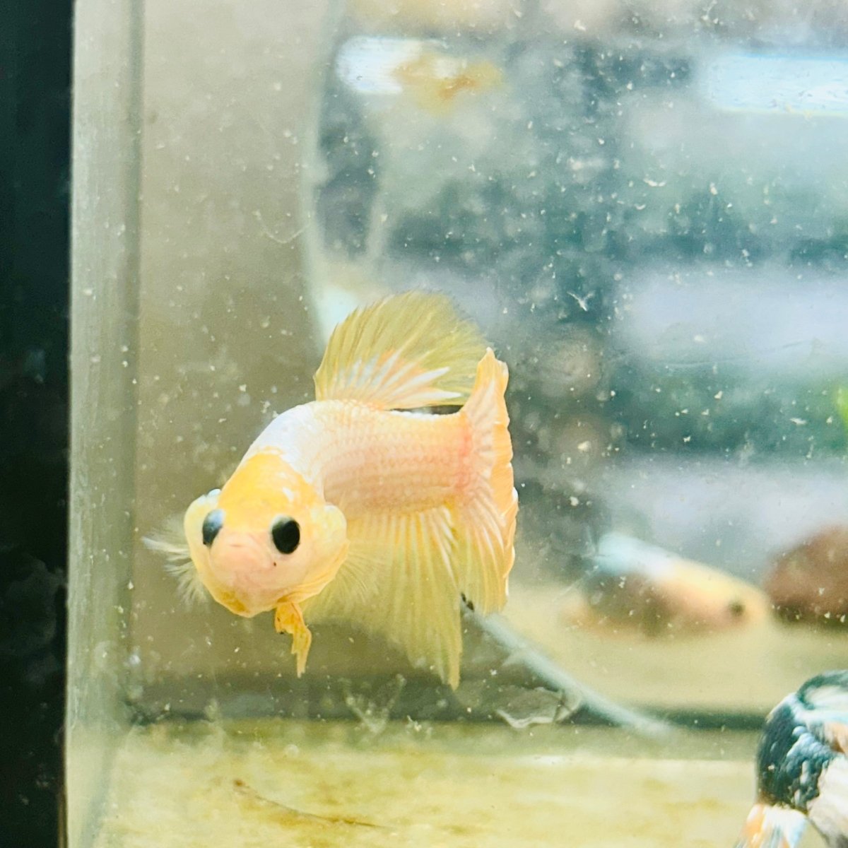 Plakat Yellow Fancy Copper Male Betta N68