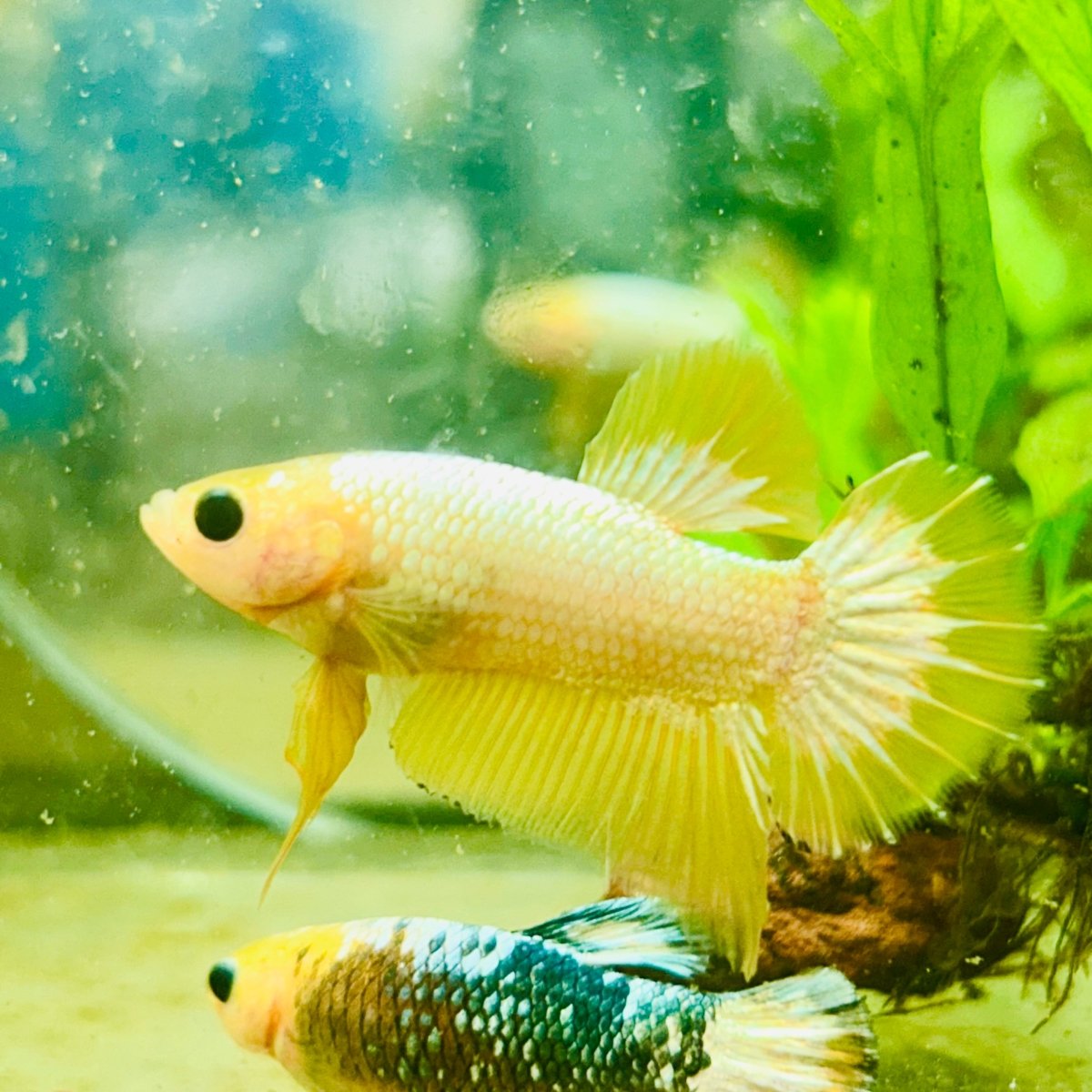 Plakat Yellow Fancy Copper Male Betta N68