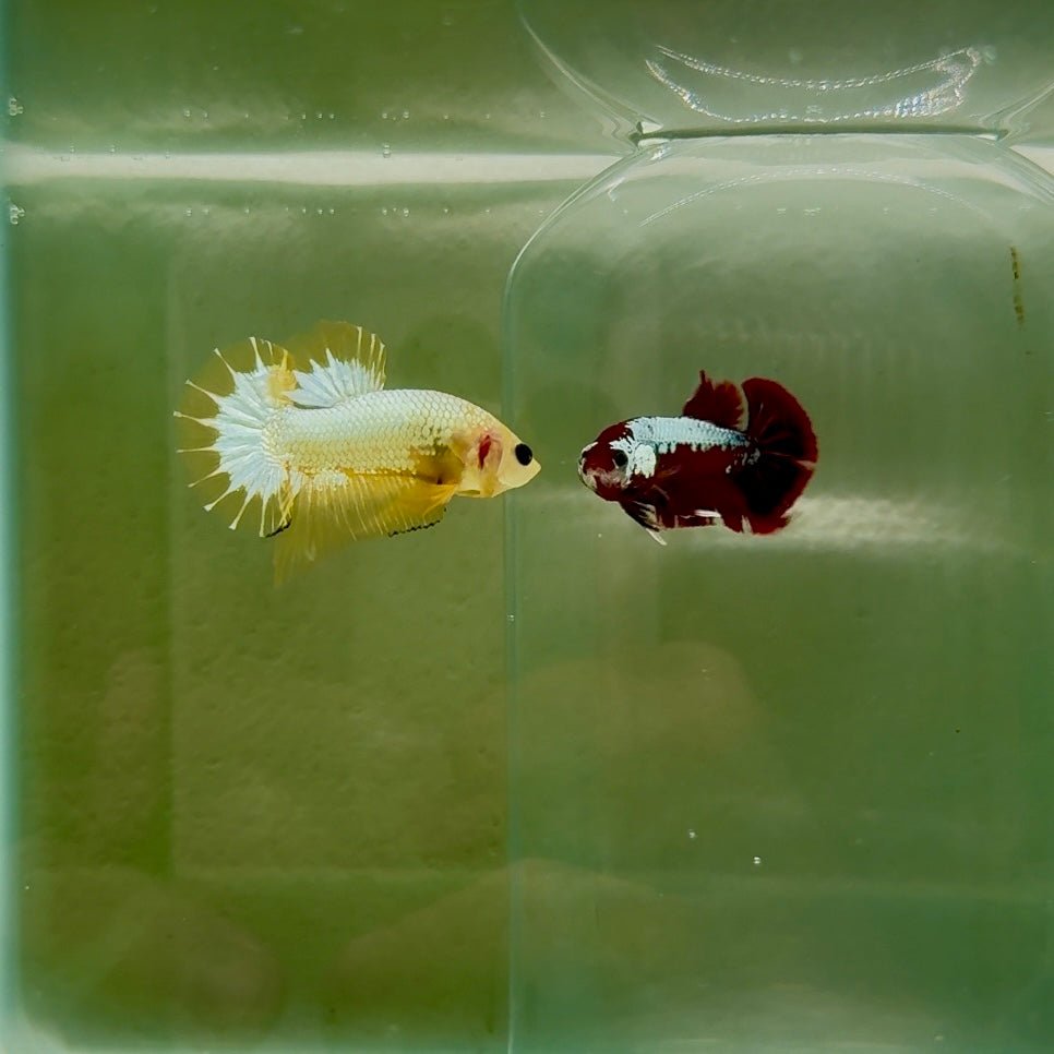 Plakat Yellow Fancy Copper Male Betta N68