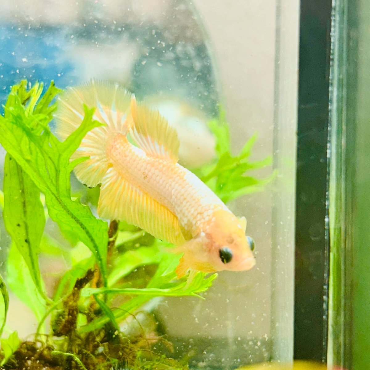 Plakat Yellow Fancy Copper Male Betta N68