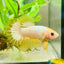 Plakat Yellow Fancy Copper Male Betta N68