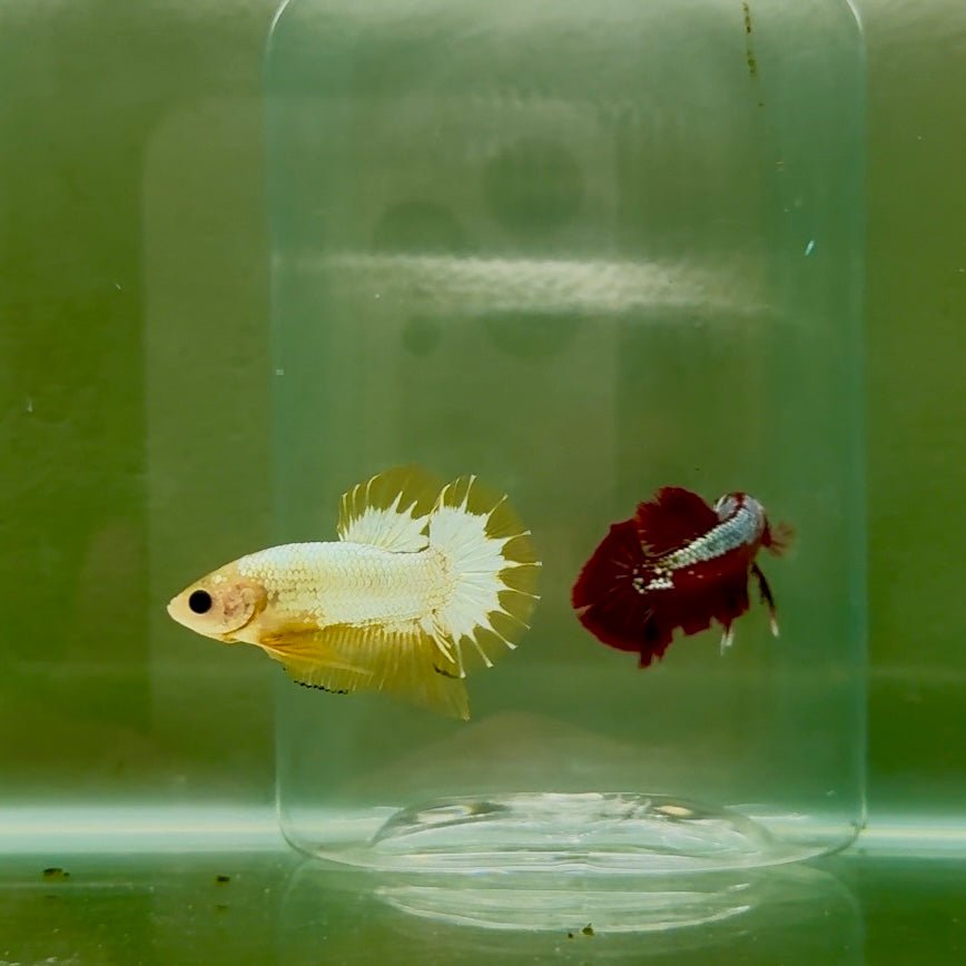 Plakat Yellow Fancy Copper Male Betta N68