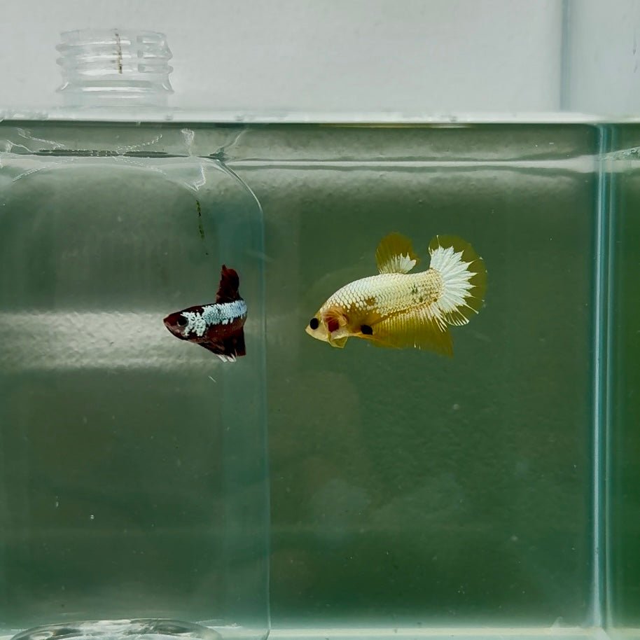 Plakat Yellow Fancy Copper Male Betta N69