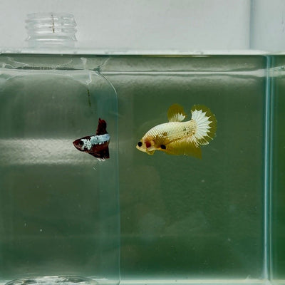 Plakat Yellow Fancy Copper Male Betta N69