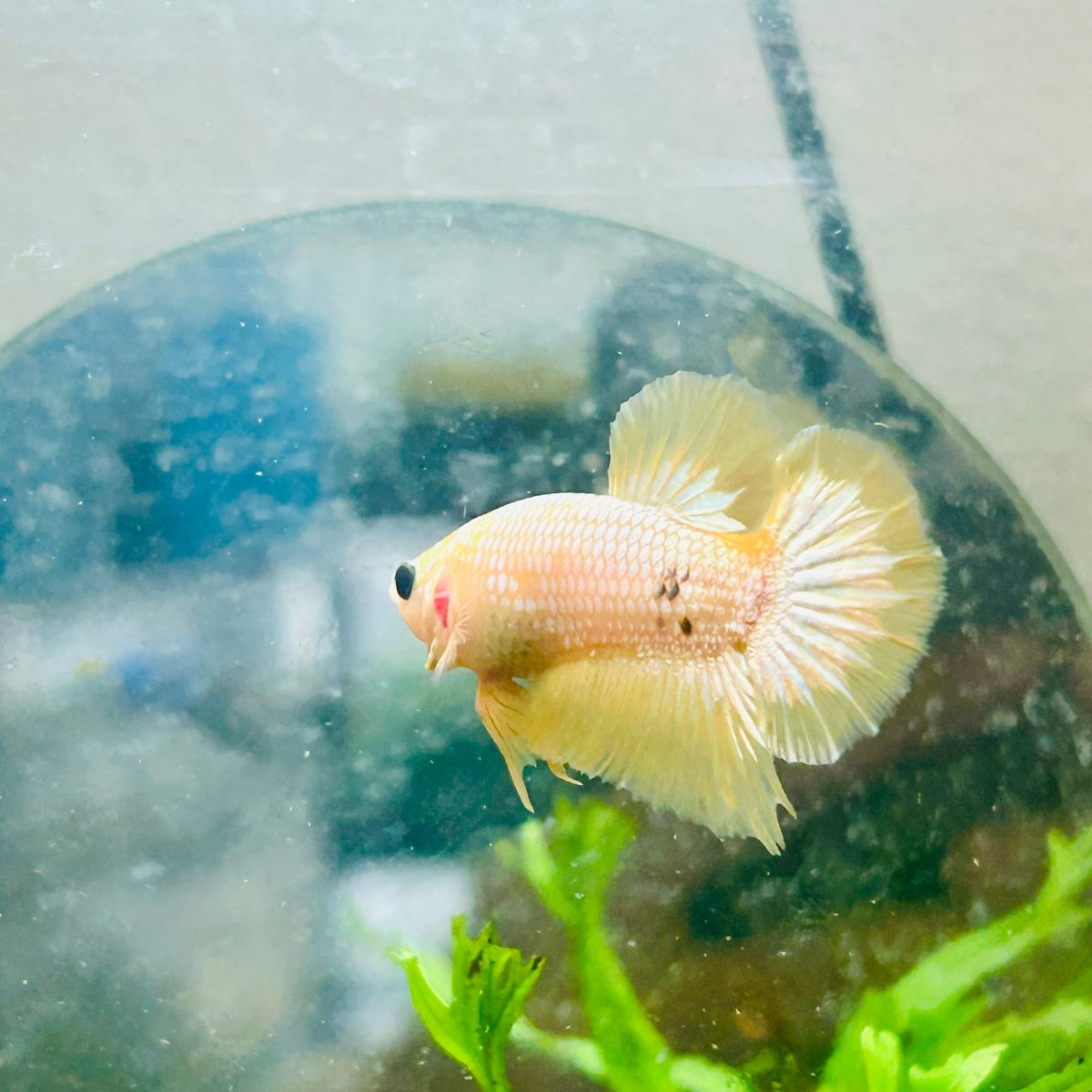 Plakat Yellow Fancy Copper Male Betta N69