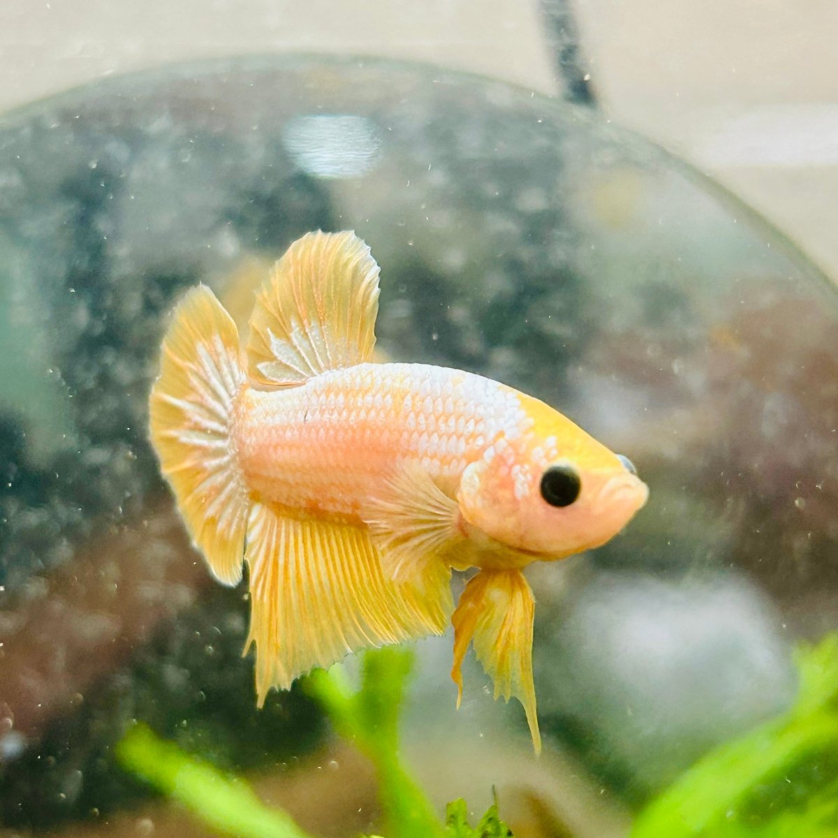 Plakat Yellow Fancy Copper Male Betta N69