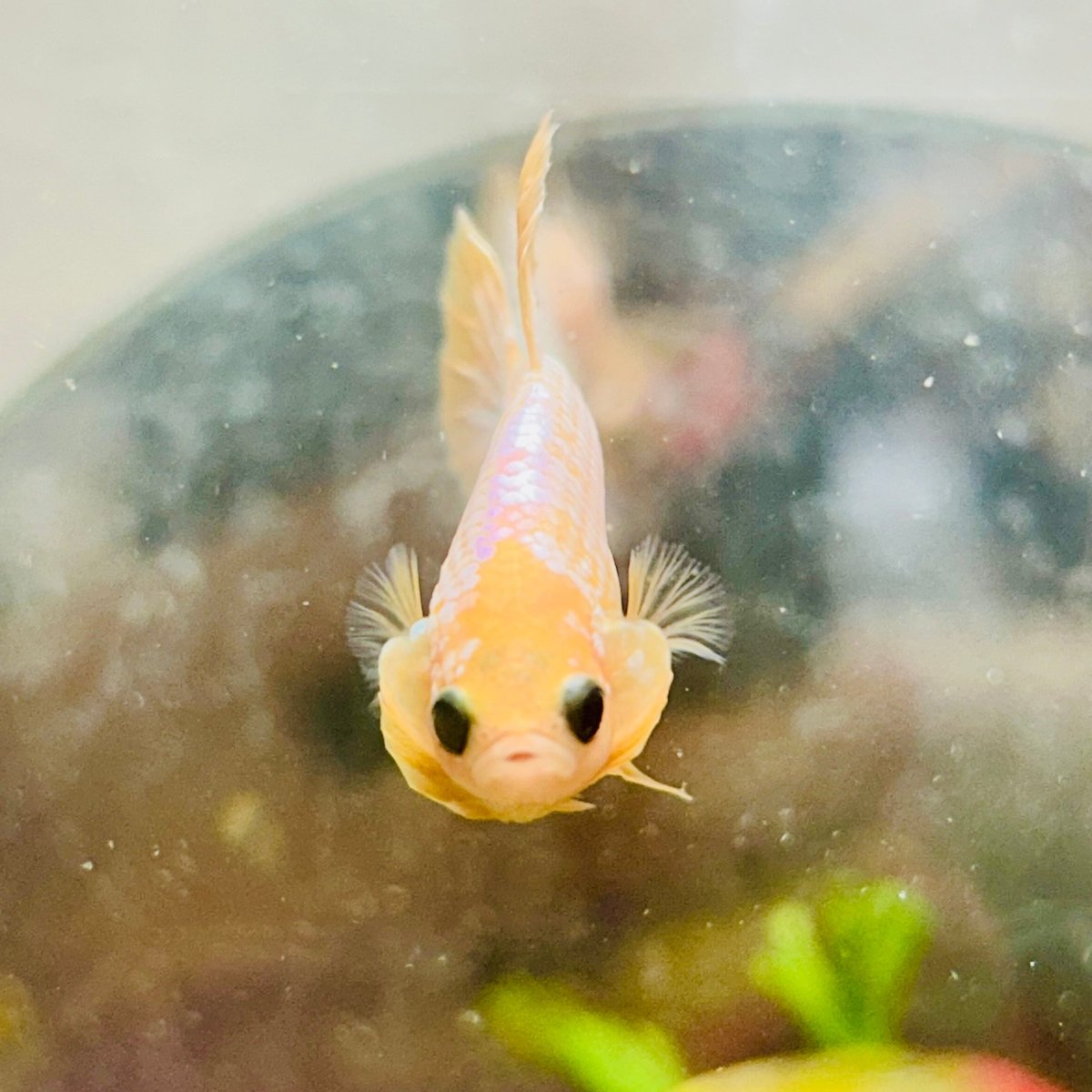 Plakat Yellow Fancy Copper Male Betta N69