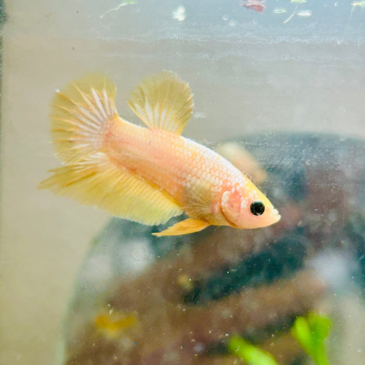 Plakat Yellow Fancy Copper Male Betta N69