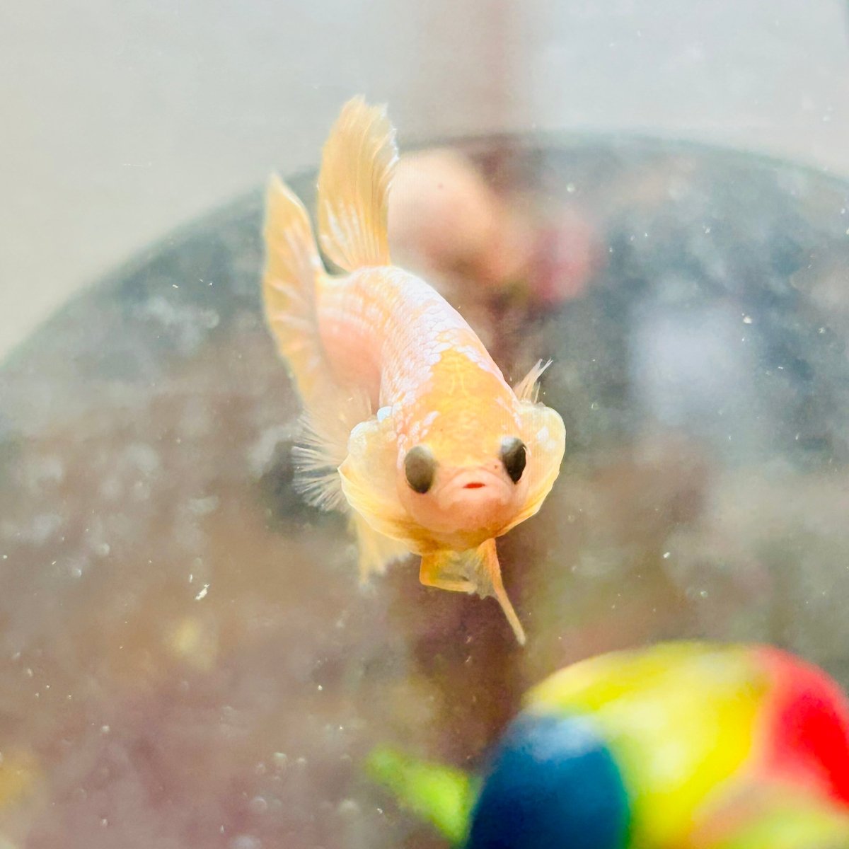 Plakat Yellow Fancy Copper Male Betta N69